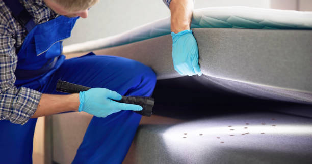 Wasp Removal Services in Savannah, TX