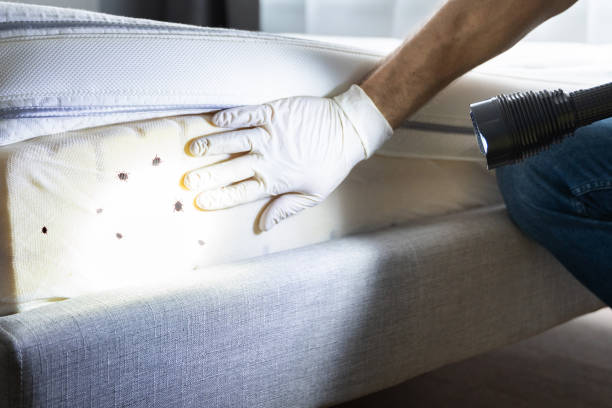 Best Local Pest Control Services  in Savannah, TX