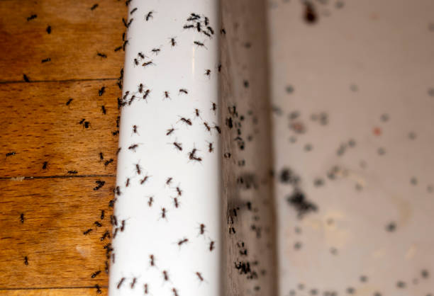 Wildlife Control Services in Savannah, TX