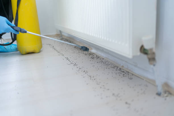 Best Termite Control Services  in Savannah, TX